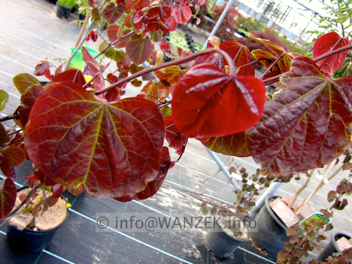 Cercis canadensis Forest Pansy - im Austrieb.JPG